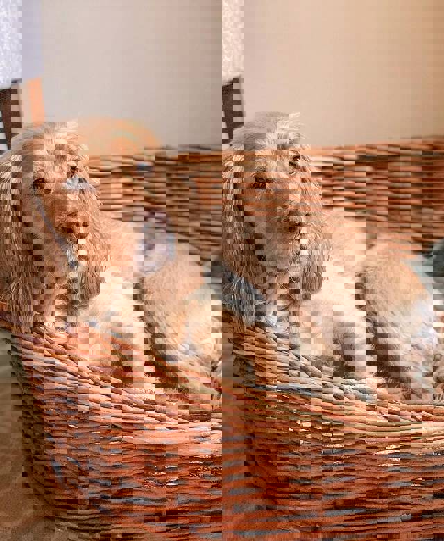 VIP: Very Important Pups